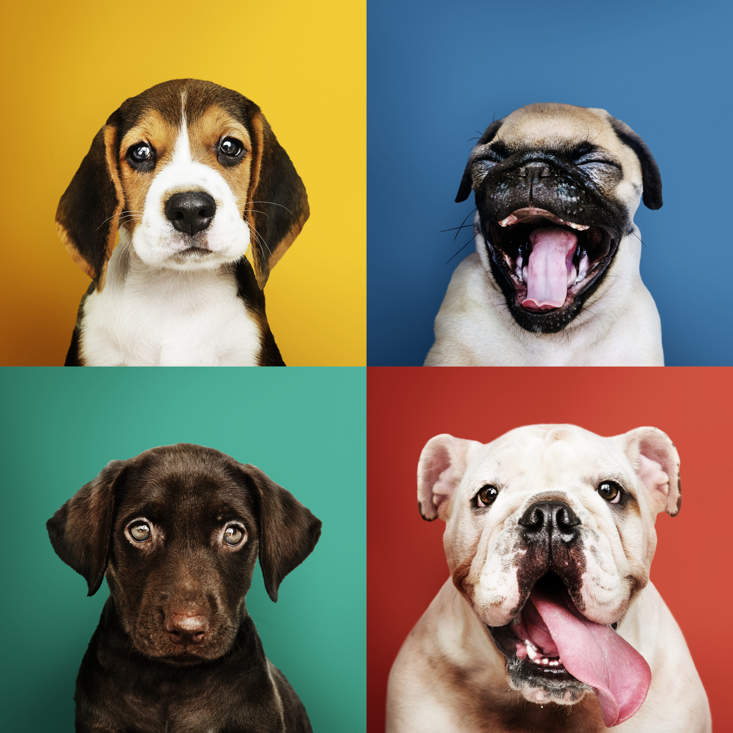 Portrait collection of adorable puppies 4 chiens rigolos